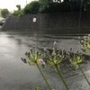 梅雨らしい朝