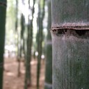 ニ都のまにまに