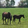 【2025年度デビュー新種牡馬・前半】活躍が期待される新種牡馬14頭の傾向を予想