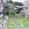 🌸亀崎の桜