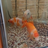 金魚も栄養分を蓄える秋には