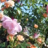 この春植えたバラたちが　ウニクス南古谷プラザ棟
