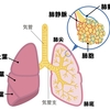   【基礎から学ぶ】肺（肺胞・胸膜・縦隔）【解剖生理学】