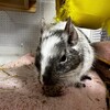 しろごまあん983日目