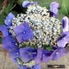 紫陽花