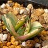 アガベ・チタノタ スナグルトゥース成長記録①(Agave Snaggletooth growth record)