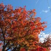 今年のわが家の楓の紅葉