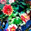 日比谷公園のお花たち