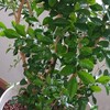ゲッキツ　ベタベタ～虫がウジャ～からの復活！！