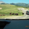 Glacier国立公園の旅（3）Buffalo Paddock