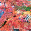 赤いモミジ葉：大岩山日石寺