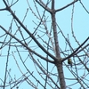 キバラシジュウカラ Green-backed Tit