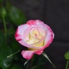 開花が始まりました