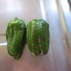 もうすぐ大量収穫の予感