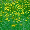 神代植物公園、その１。