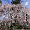 【 2024 春・森本院の桜 】 天堂のしだれ桜が美しい（人生は感動）