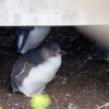 フィリップ島でペンギンパレードと自然を満喫！子供連れフィリップ島旅行④