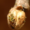 かわいいアブラムシの幼虫の誕生