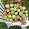 りんごの収穫とアップルソース、食べ物の呼び方