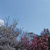 南禅寺 三門 紅葉 見頃は？