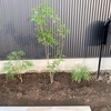 新たな仲間＝シンボルツリーを植えました！