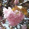 八重桜