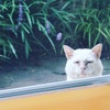 室内をのぞきみる猫と外にでたい猫