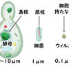 じじぃの「科学夜話・パン・酵母がつくる物質が発酵を起こす！わかるノーベル賞の本」