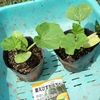 かぼちゃの植付とハヤトウリの手入れ