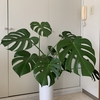 撤去要請～観葉植物の影響あり？