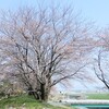 大垣大島堤の桜