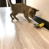 保護9日目 子猫のエル　新しい猫じゃらし買ってもらったよ！