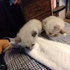 つかのまの