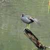 思ったより野鳥が居た