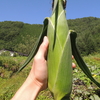 開田高原のトウモロコシ🌽まだまだ旬です。