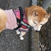 静かな散歩、だよ