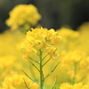 花紀行～その26『菜の花とミツバチ🐝』