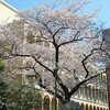 台風（並みの低気圧）一過、桜だね♪　／　支那ソバ かづ屋　＠　JR山手線・目黒駅