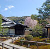 高台寺の枝垂桜