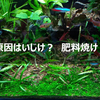 水草生育不良の原因はいじけもあるけど肥料やけかもしれない