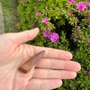 スピノサウルスの化石が喋った！？の巻③。【完】