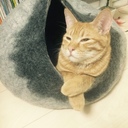 ベランダ野菜の成長日記ときどき猫