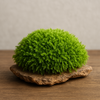 土なしで楽しむ苔の世界｜インテリアにも最適な新しい苔ライフ