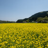 宮城県大崎市：川渡温泉菜の花畑