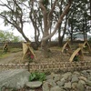 白野江植物公園の冬牡丹