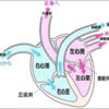 心臓機能のバイオマーカー　ＡＮＰ