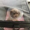 犬の僧帽弁閉鎖不全症　退院