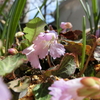 イワウチワ開花