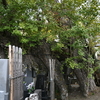 高照寺ノ乳公孫樹　(傳光山 高照寺・勝浦朝市発祥之地)　〜結婚記念日29th ドライブ①〜