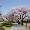 「金澤桜百景」蔵出し写真（その４）